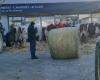 Pictures. In conflict with their insurer, the farming couple brings their animals to the Pontarlier agency