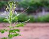 “We need to diversify the food system”