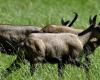 Doubs. Animal rights activists and hunters increasingly divided on the chamois issue