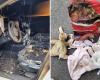 the cuddly toy of a little girl with autism found “intact” in a burned car