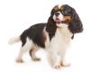 The popularity of the Cavalier King Charles Spaniel in different countries