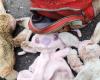 “Miracle” in Moselle: a mother finds her autistic daughter’s cuddly toy in her stolen and burned car