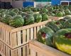 watermelon exports in free fall