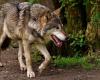 The wolf returning to Seine-Maritime? An animal found near Le Havre