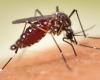 Mosquitoes with “toxic” sperm developed to fight tropical diseases