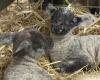 The lambing period, a decisive stage for salt meadow lamb breeders in the Bay of Somme