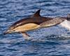 fishing banned to save dolphins