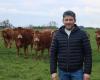 this Vendée breeding sublimates Limousin meat, discover it