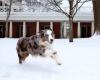 How Do You Keep Your Dog Safe in the Snow and Cold?