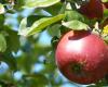 Maine-et-Loire. INRAE ​​invents the “zero pesticide” apple of tomorrow