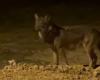 Filmed by a resident in the middle of the night, did a wolf venture to the outskirts of Limoux, in Aude?