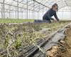 In Indre-et-Loire, a mite threatens market gardening