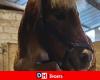 A pony recovered in a poor condition in La Louvière: “He is in very great pain…”