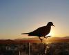 Annual census of garden birds. Like an ornithologist, know everything to spot them