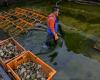 Aquaculture, vector of fighting food insecurity