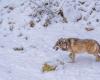 A wolf pursues a 4 -year -old child, 30 meters away